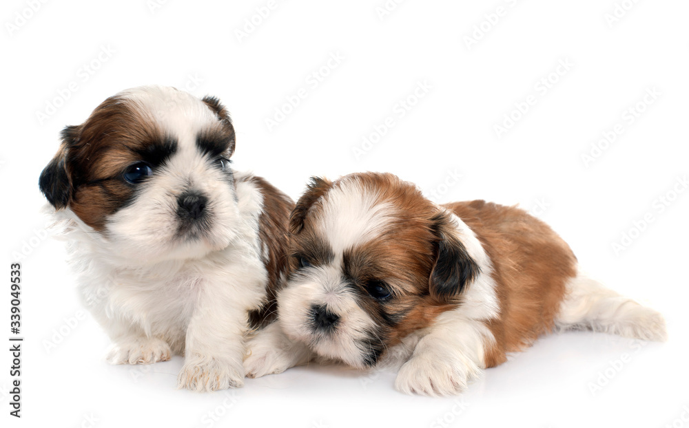 two puppy shitzu two puppy shitzu