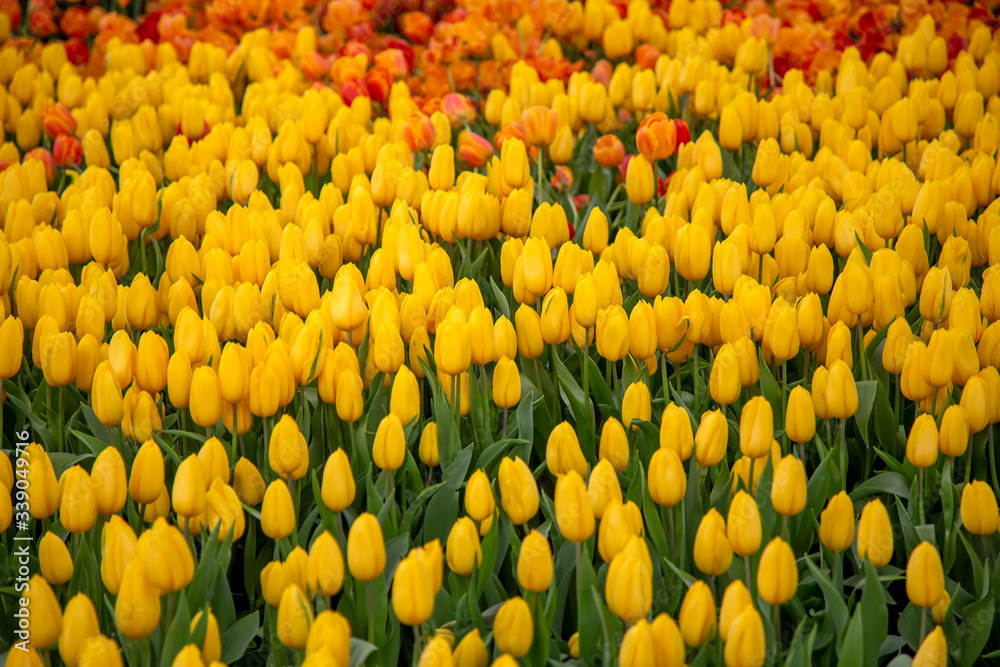 Group of tulip flowrs blooming