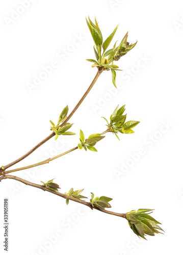 Lilac bush branch with green leaves on an isolated white background. Sprout