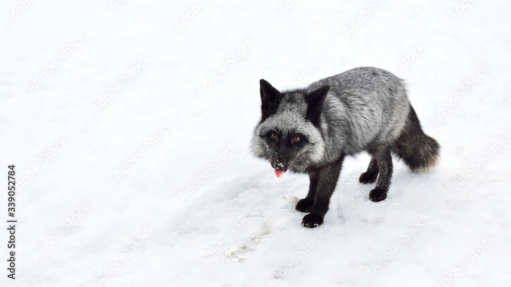 Naklejka premium Black fox runs in the snow