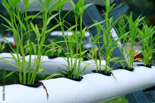 Water spinach plants on a hydroponic system. photo
