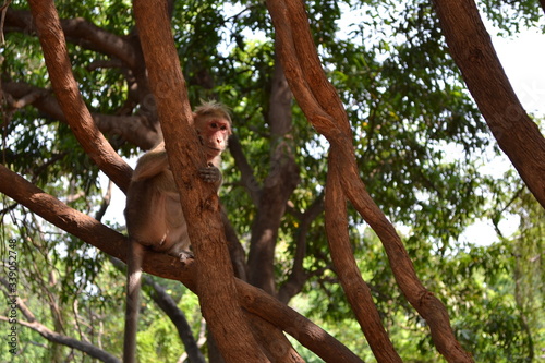 monkey on a tree © Raisath