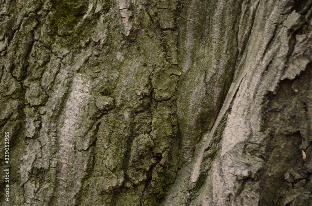 Bark texture background pattern crack old brown for design Bark texture background pattern crack old brown for design
