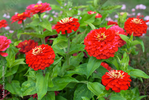 Zinnia elegans flowers or cinnya in the formal garden