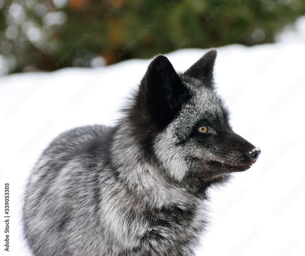 Fototapeta premium Black fox in a beautiful color in winter