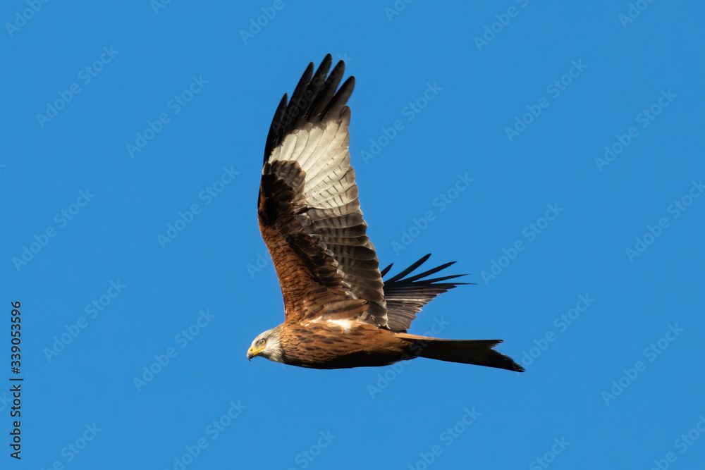 Rotmilan (milvus milvus) in der Luft vor blauem Himmel Portrait aufgenommen in Deutschland, Mecklenburg Vorpommern Rotmilan (milvus milvus) in der Luft vor blauem Himmel Portrait aufgenommen in Deutschland, Mecklenburg Vorpommern