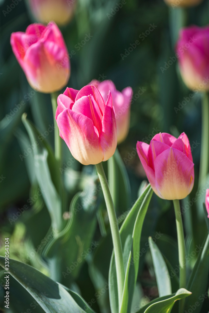 Fototapeta premium Tulips