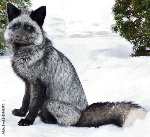 Black fox sits in the snow