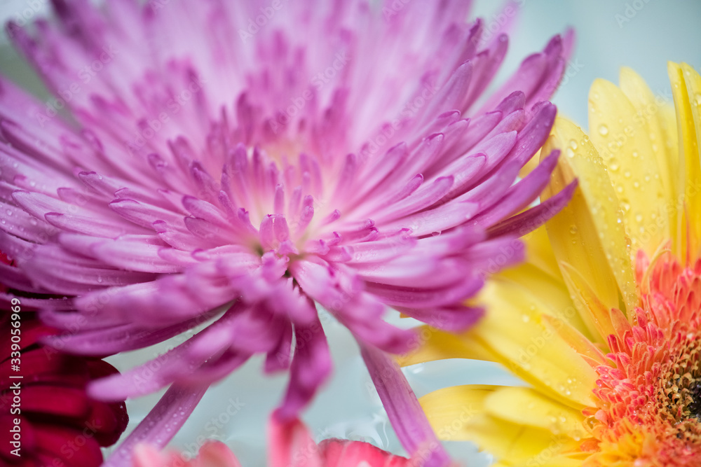 Closeup of colorful flowers floating on water background Closeup of colorful flowers floating on water background
