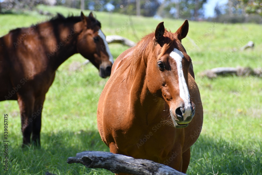 two horses in the field