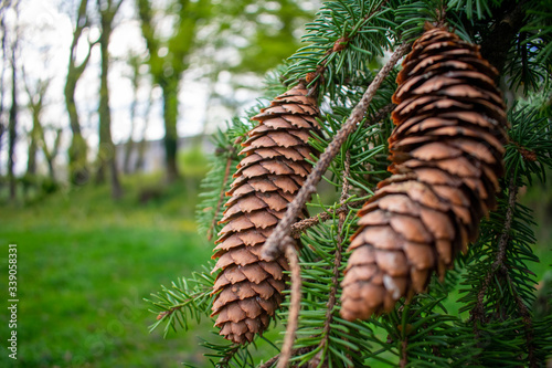 Pinecones Hanging From a Fallen Pine Tree
