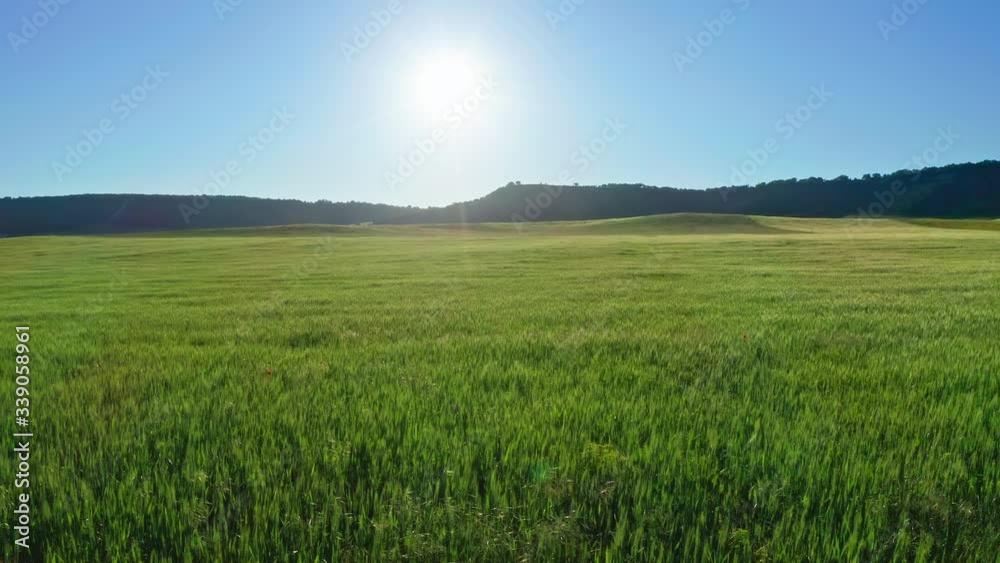 Meadow of wheat at day. Nature aerial composition.