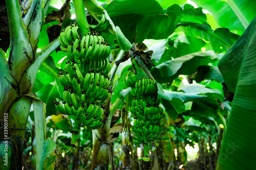 creative agriculture background of banana field