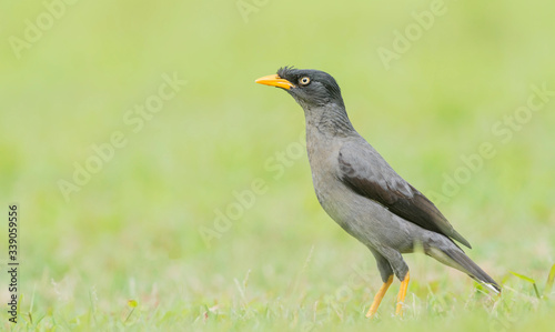 Javan myna and a nice background in a singapore park.