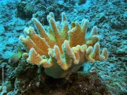 The amazing and mysterious underwater world of Indonesia  North Sulawesi  Manado  soft coral