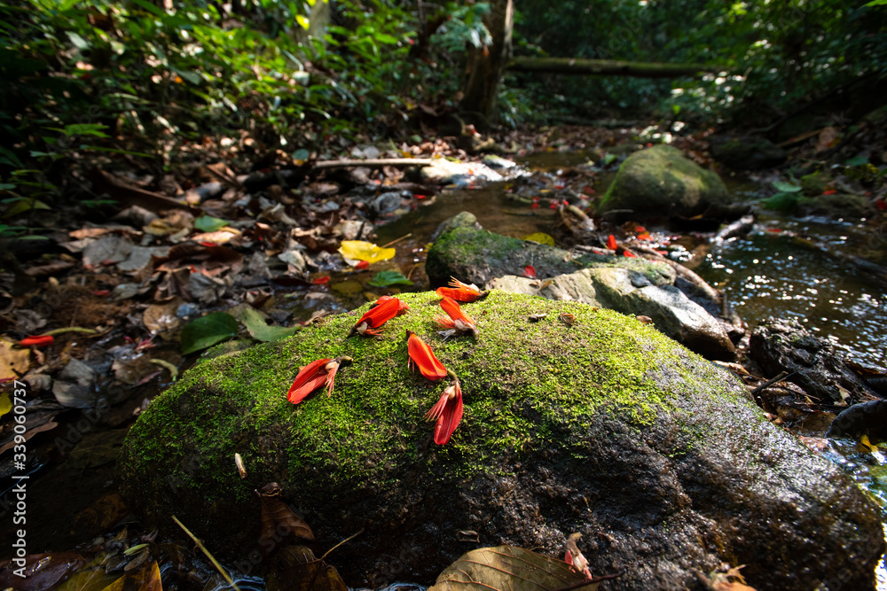 Forest : Tropical jungles of Southeast Asia in Thailand.