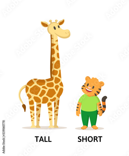 Words tall and short textcard with cartoon giraffe and tiger characters. Opposite adjectives explanation card. Flat vector illustration, isolated on white background.