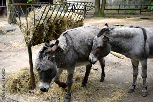 donkeys eating a grass 