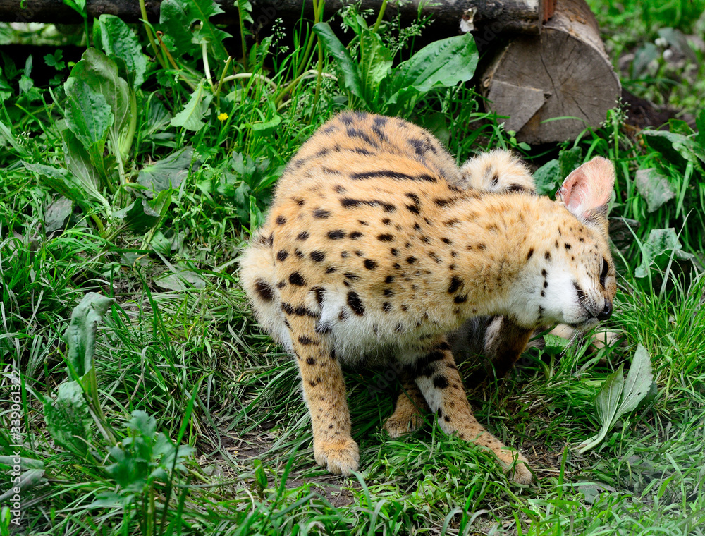 Asian leopard cat(Felis bengalensis).