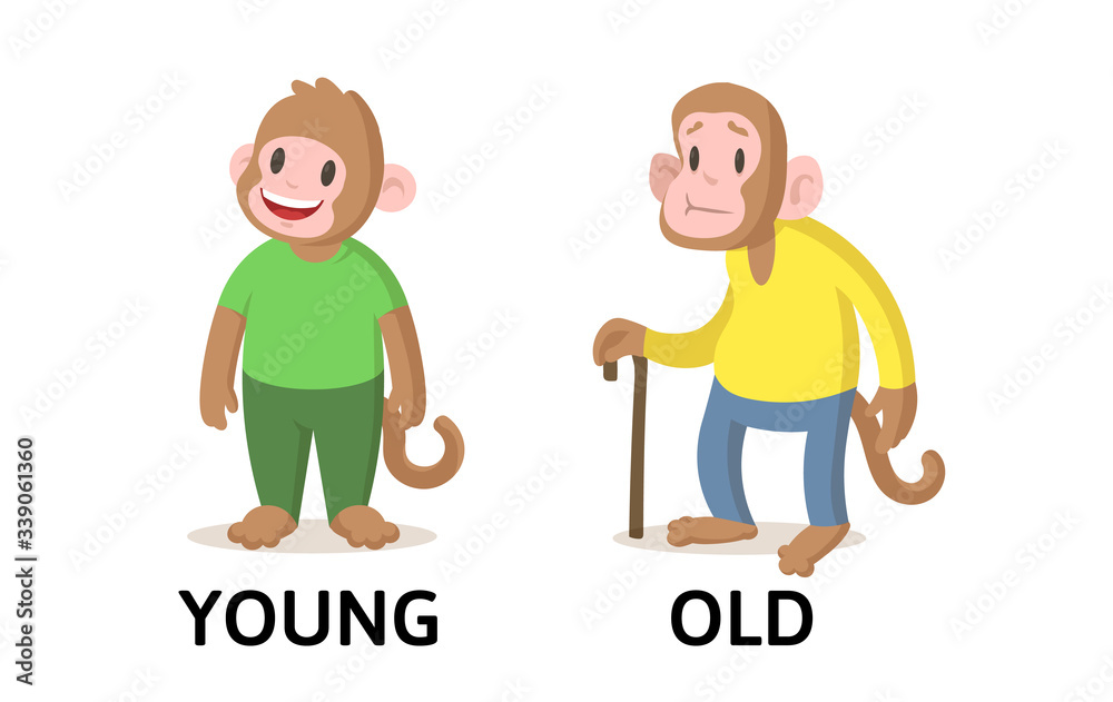 Words young and old textcard with cartoon monkey characters. Opposite adjectives explanation card. Flat vector illustration, isolated on white background. Words young and old textcard with cartoon monkey characters. Opposite adjectives explanation card. Flat vector illustration, isolated on white background.