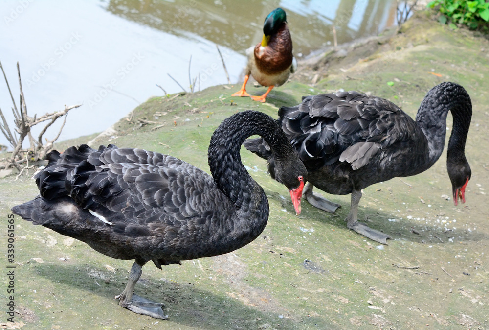 Fototapeta premium Black Swan (Cygnus atratus).A bird of the family Anatidae family Swans