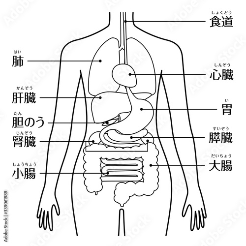 人間の身体（臓器・内臓）線画