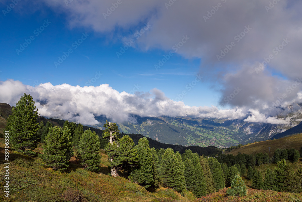 Overlooking a beautiful pine tree forest with alpine mountains and clouds in the background in Kleine Scheidegg in the alpine region of Grindelwald, Switzerland Overlooking a beautiful pine tree forest with alpine mountains and clouds in the background in Kleine Scheidegg in the alpine region of Grindelwald, Switzerland