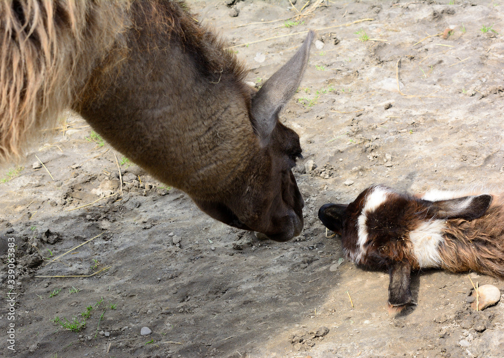Fototapeta premium Lama - a South American camel mammal