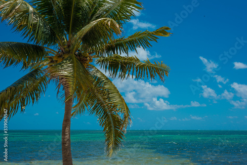 Fototapeta Naklejka Na Ścianę i Meble -  Exotic palm tree in Cancun, Mexico