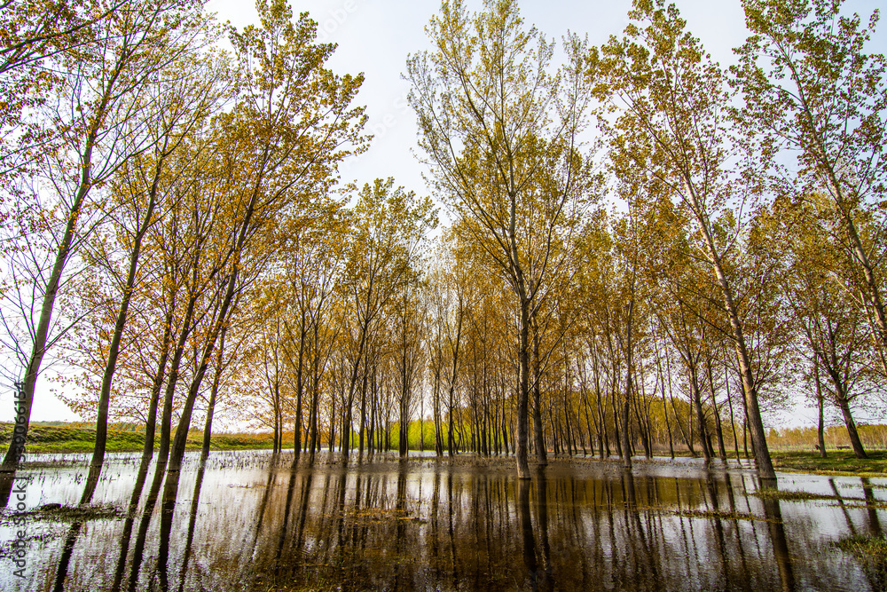 Obraz premium Landscape with birch trees in the water