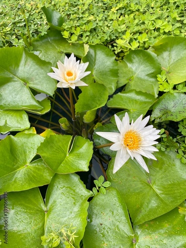 background green leaves lilies lotuses summer tropical tropics water white yellow