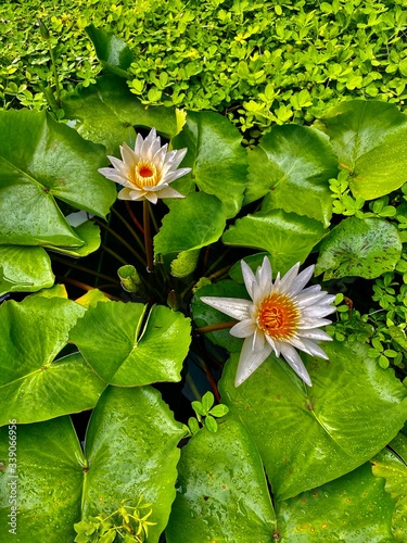 background green leaves lilies lotuses summer tropical tropics water white yellow