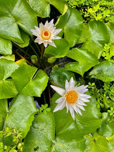 background green leaves lilies lotuses summer tropical tropics water white yellow
