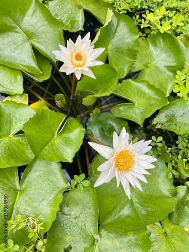background green leaves lilies lotuses summer tropical tropics water white yellow