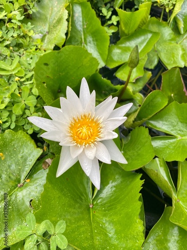 background green leaves lilies lotuses summer tropical tropics water white yellow
