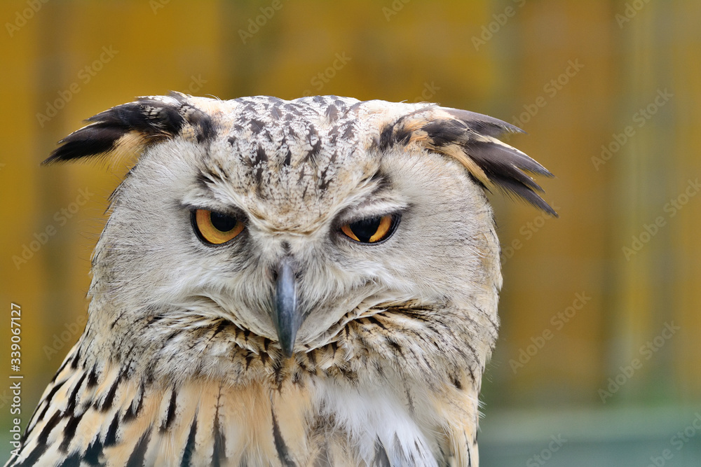 Naklejka premium Portrait of Eurasian Eagle-Owl, Bubo bubo