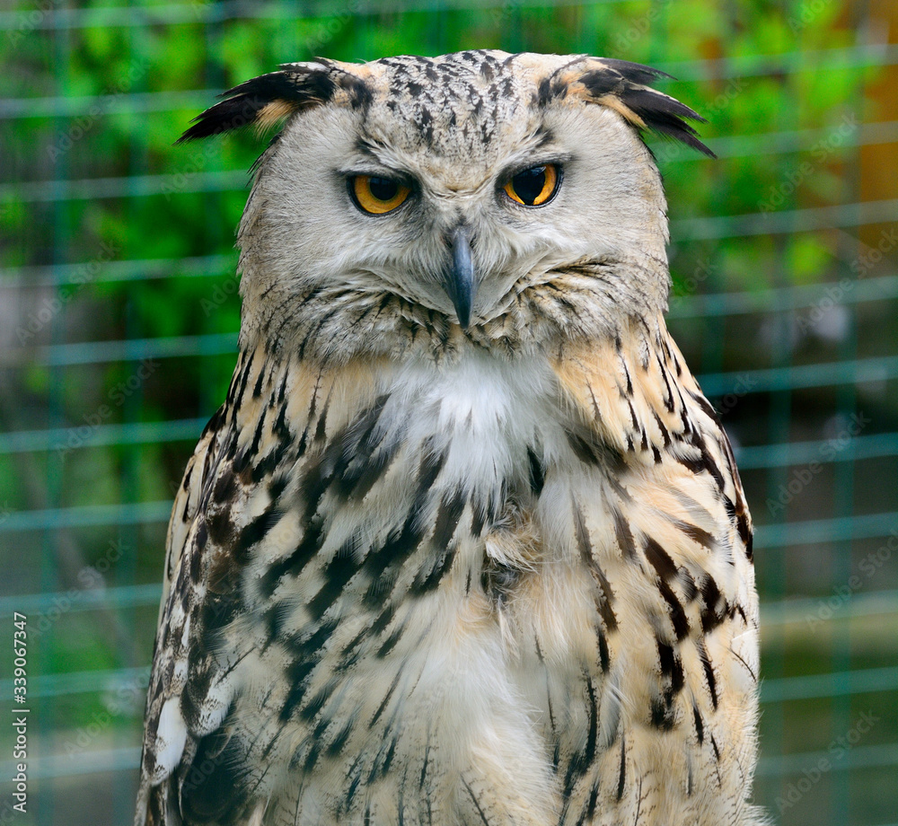 Fototapeta premium Portrait of Eurasian Eagle-Owl, Bubo bubo