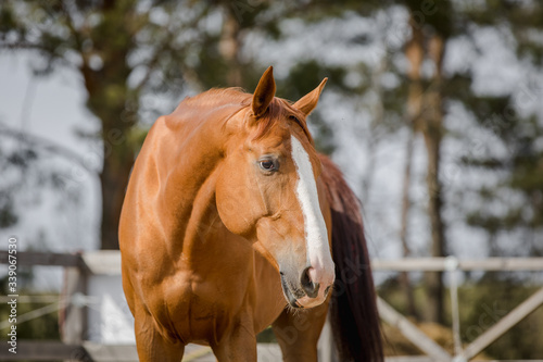 portrait of budyonny chestnut dressage gelding horse with white line posing in paddock in spring daytime © vprotastchik