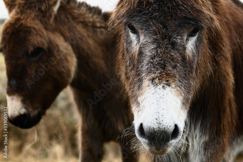 closeup portrait of donkeys with dark long coats, Irish donkeys, Connemara, Galway, Ireland