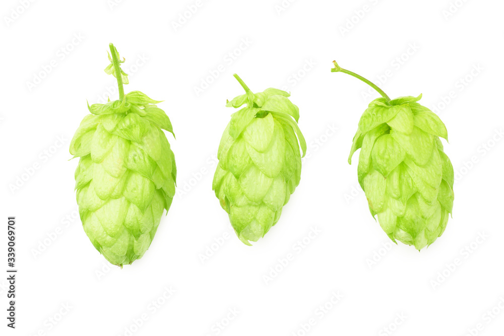 Hop cones isolated on white background. Beer brewing ingredients. Beer brewery concept. Beer background. Top view Hop cones isolated on white background. Beer brewing ingredients. Beer brewery concept. Beer background. Top view