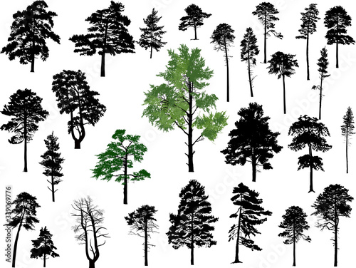twenty seven pine trees set isolated on white