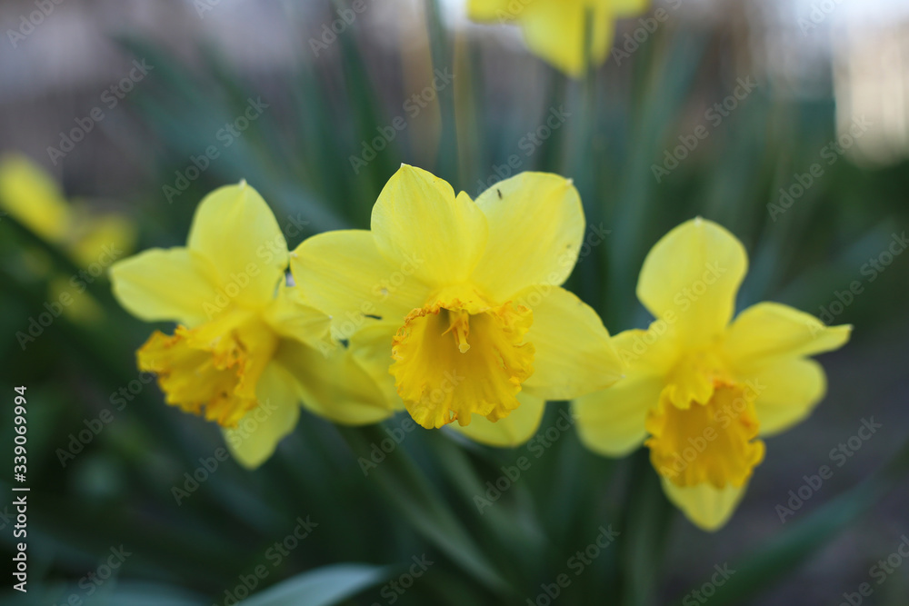 A bouquet of three yellow daffodils blooming in the garden. A bouquet of three yellow daffodils blooming in the garden.