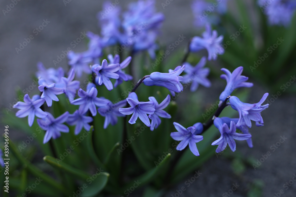 Magical blue flowers hyacinths bloom in a dark garden.