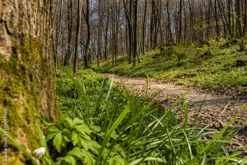 Hiking trail through green forest in early spring