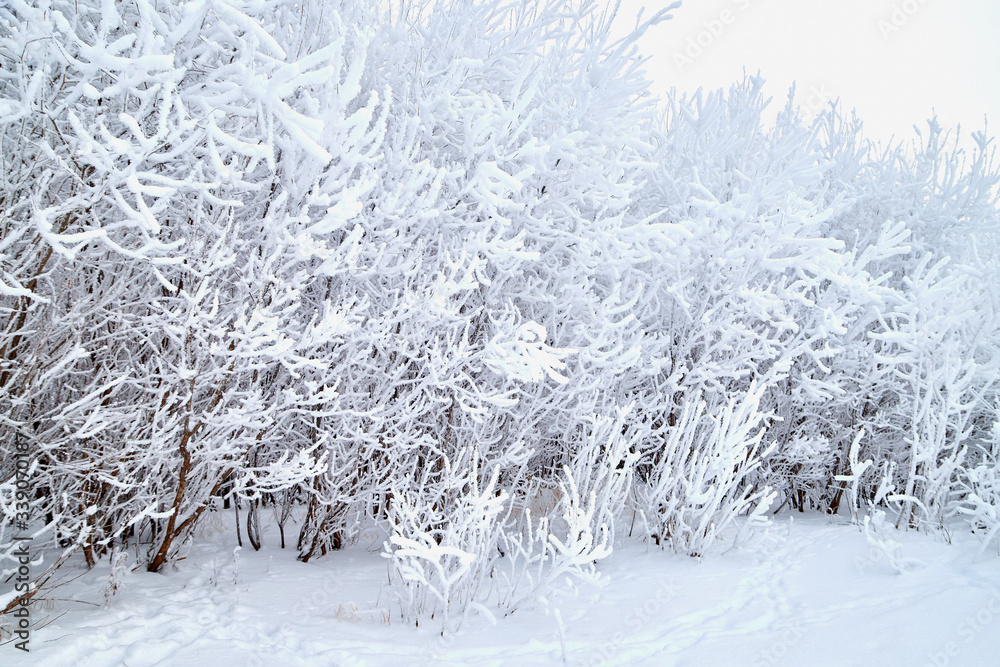Landscape with tree in the foreground and field in the distance on a winter day Landscape with tree in the foreground and field in the distance on a winter day