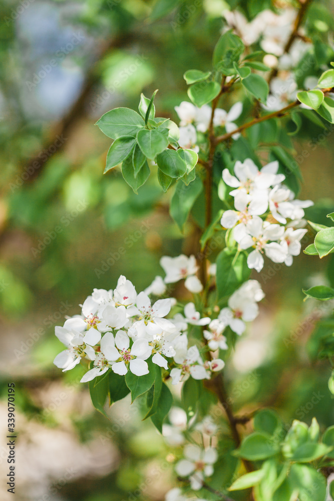 Blooming branches of Apple trees, spring, trees in bloom, arrival of birds, nesting, future fruits, blooming garden, beauty, background, Wallpaper, nature, decoration