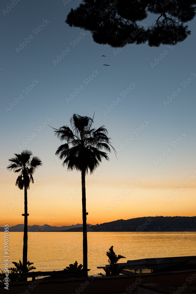 Silhouette de palmiers sur le Square Franck Jay Gould à  Antibes, Juan Les Pins