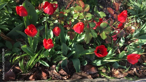 Blooming red tulips with green leaves sunny spring urt. photo