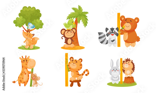 Funny Animals Measuring and Comparing Heights Vector Set