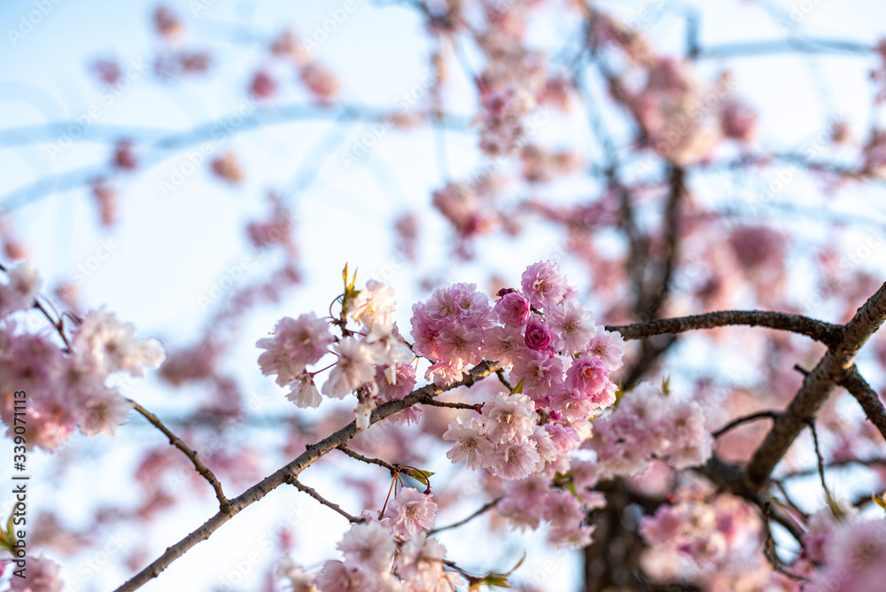 桜桜